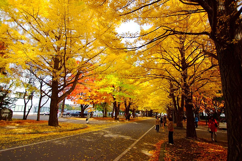 File:北海道大学 （Hokkaido University） - panoramio (4).jpg