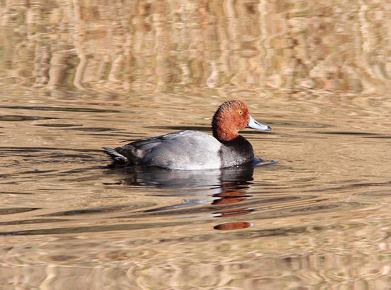 File:041 - REDHEAD (10-28-11) pena blanca lake, scc, az (4) (8714804953).jpg