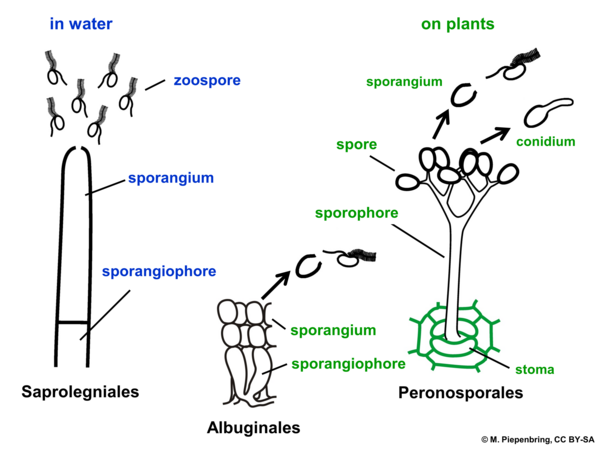 Asexual structures, Saprolegniales, Albuginales, Peronosporales, Oomycota (diagram by M. Piepenbring)