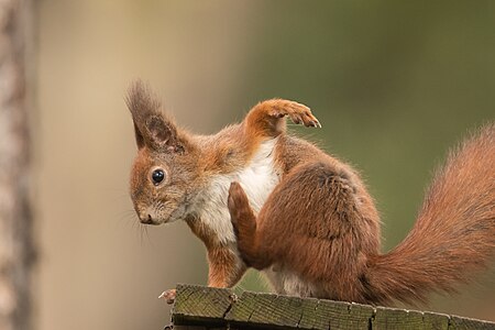 Wiewiórka zwyczajna (Sciurus vulgaris) mająca chwilę dla siebie Wiewiórka zwyczajna (Sciurus vulgaris) mająca chwilę dla siebie Autor: Jarosław Bernacki