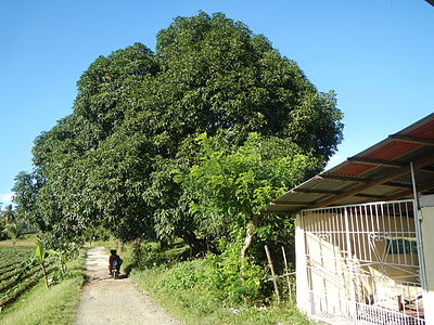 In the left of the road in the photo: A Solanum melongena field in the Philippines.
