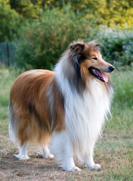 lassie collie