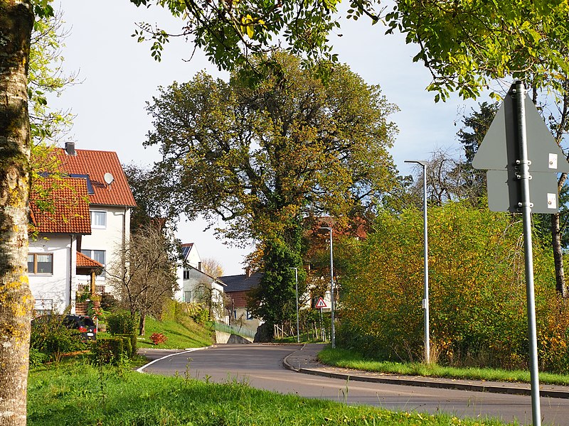 File:1 Eiche in Zimmerbach (2).jpg