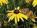 Goldsturm mit Schmetterling