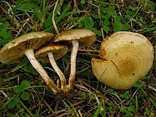 2010-11-06 Pholiota gummosa (Lasch) Singer 118899.jpg