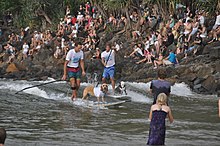 2013 Best Wave Award Winner Jonesy (front, colourful board shorts) and his dog Hugsley catch a wave next to Chris de Aboitiz (rear, blue board shorts) and his dog Lani 2013 Surfing Dog Spectacular - photo 164.jpg