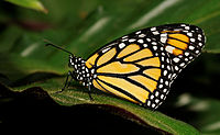 Monarque (Danaus plexippus).