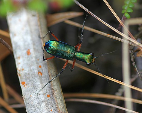 Insect at Gunung Belumut Recreational Forest/Hutan Lipur Gunung Berlumut. Photograph: Twhrl
