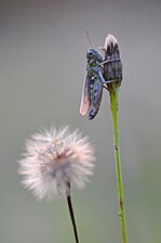 Myrmeleotettix maculatus