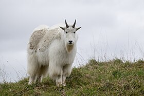 Cabra-das-rochosas (Oreamnos americanus)