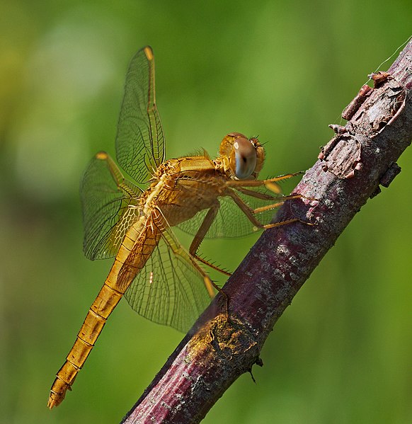 File:2017.06.18.-02-Viernheim--Feuerlibelle-Weibchen.jpg