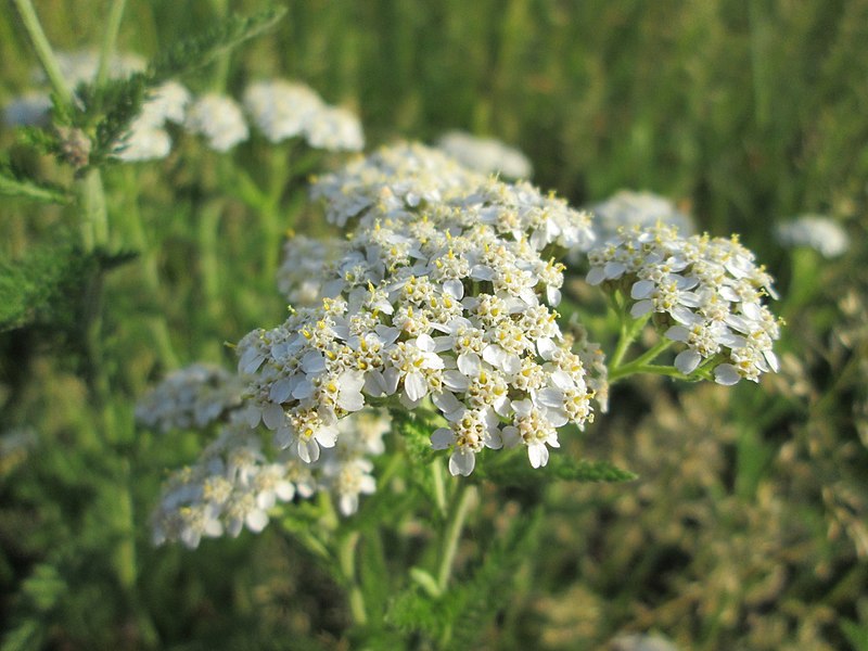 File:20180519Achillea millefolium2.jpg