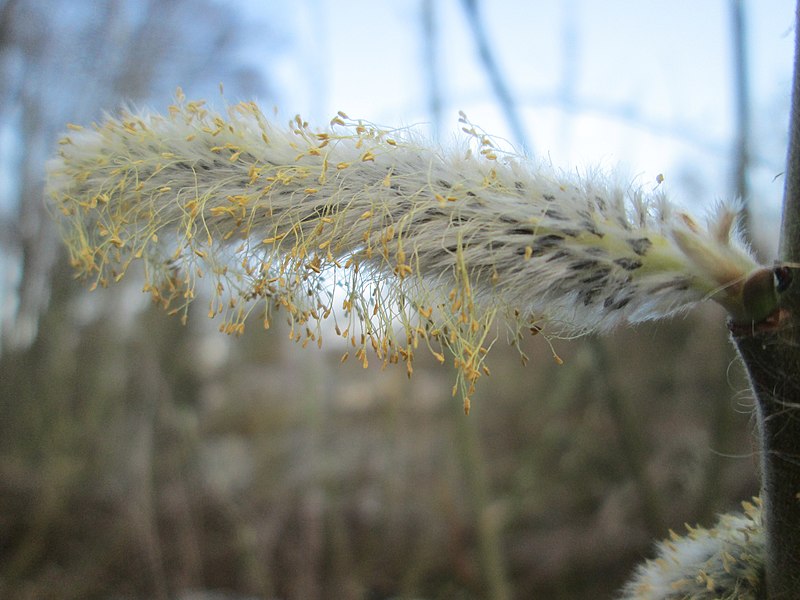 File:20190331Salix cinerea2.jpg