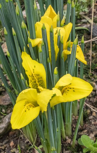 <i>Iris danfordiae</i> Species of plant