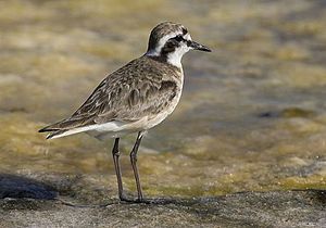 Shepherd's plover in magnificent summer dress, West Coast National Park, South Africa