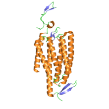 Crystal structure of channelrhodopsin. PDB 3ug9 3ug9.png