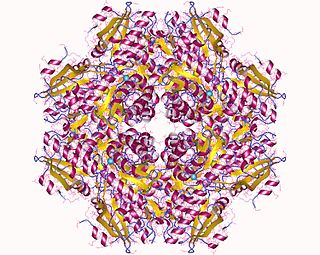 <span class="mw-page-title-main">Chloromuconate cycloisomerase</span>