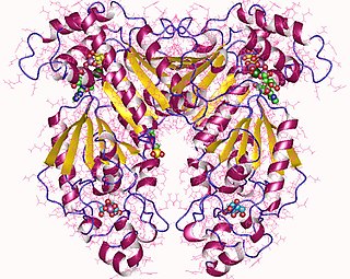 Phosphofructokinase 2