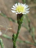 Miniatura para Aster squamatus