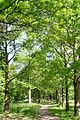 Deutsch: Naturdenkmal Aschaffenburg Nr. 3 (ND-06034) gemäß Verordnung der Stadt Aschaffenburg über das Naturdenkmal „Eßkastanienallee am Godelsberg“ vom 15.07.1999, Esskastanienalle (Castanea sativa), westlicher Teil English: Natural Monument Aschaffenburg No. 3 (ND-06034) according to decree by the city of Aschaffenburg from 15.07.1999, path lined with sweet chestnut (Castanea sativa), western section