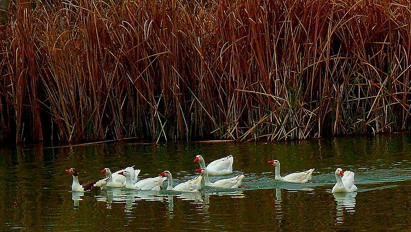 File:AVES SOBRE EL TAJO - panoramio.jpg