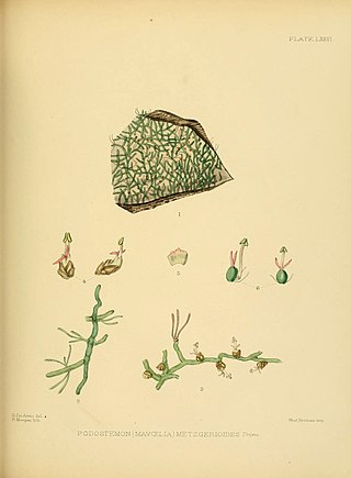 <i>Farmeria</i> Genus of Podostemaceae plants