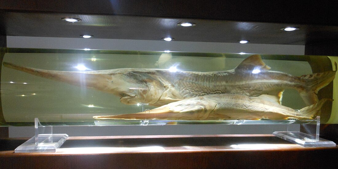 Chinese paddlefish