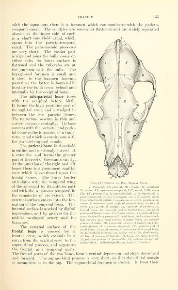 File:A text-book of veterinary anatomy (Page 155) BHL18587279.jpg