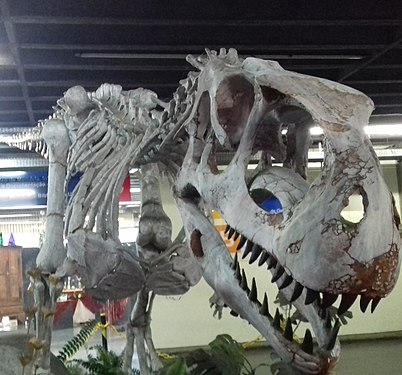 Abelisaurus on display at the University (UERJ)