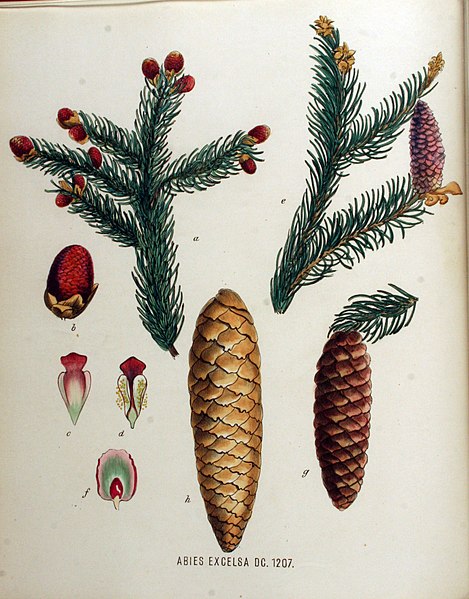 File:Abies excelsa — Flora Batava — Volume v16.jpg