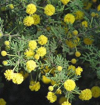 <i>Acacia plicata</i> Species of legume