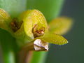 Acianthera oligantha