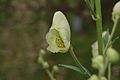 Aconitum napellus