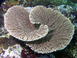 <i>Acropora clathrata</i> Species of coral