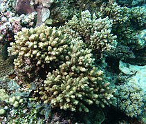 Colonias de A. samoensis en isla Mer, Estrecho de Torres, Australia.