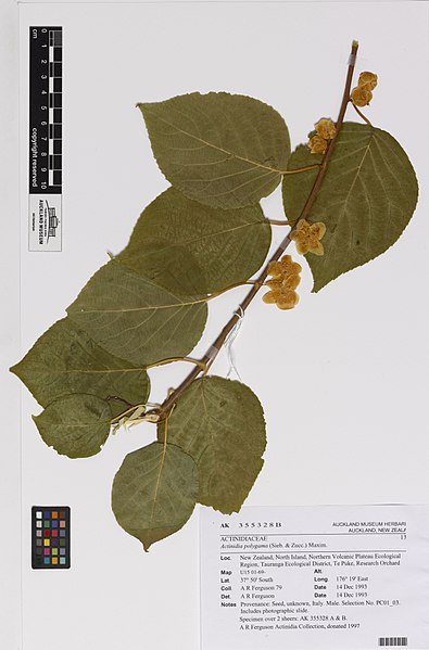 File:Actinidia polygama (Sieb. and Zucc.) Maxim. (AM AK355328-2).jpg