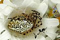 female Aculepeira ceropegia from Commanster, Belgian High Ardennes (50°15′20″N 5°59′58″E﻿ / ﻿50.2556°N 5.99944°E﻿ / 50.2556; 5.99944).