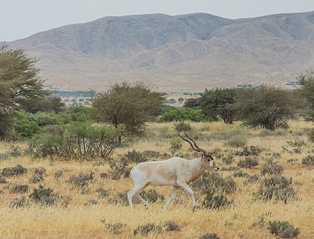 Addax of Bouhedma National Park 2.jpg