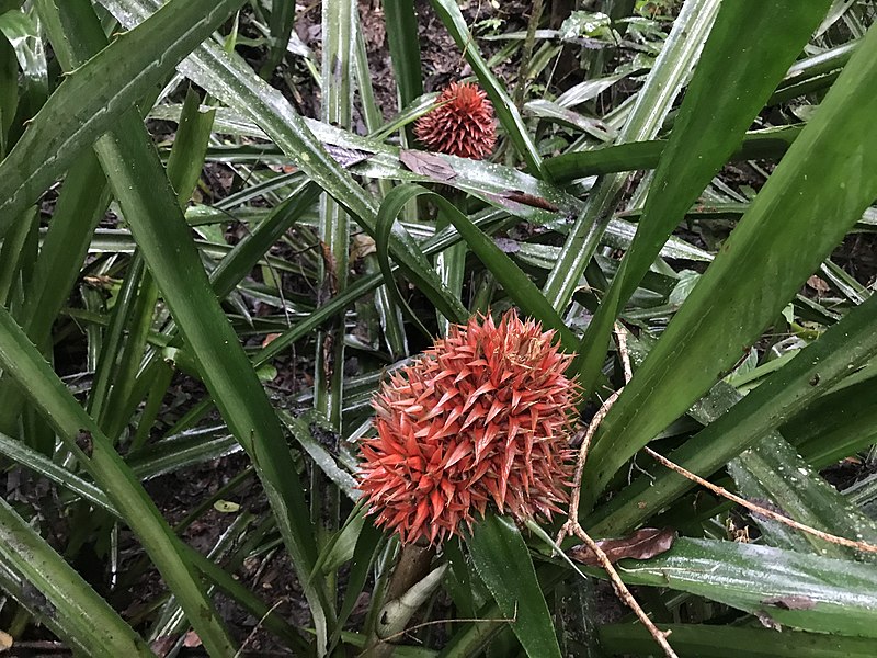 File:Aechmea magdalenae 58391046.jpg