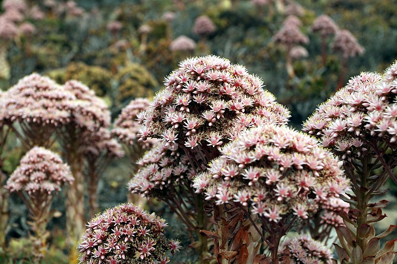 File:Aeonium lancerottense in Lanzarote, June 2013 (3).jpg