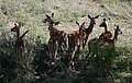 Schwarzfersenantilope (Aepyceros melampus)