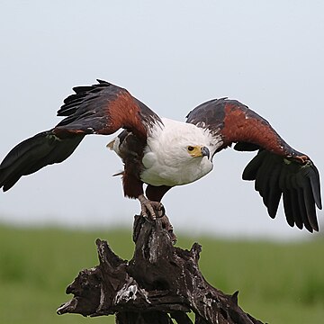 Schreiseeadler