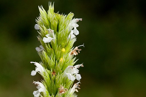 Agastache pallidiflora var. pallidiflora - Flickr - aspidoscelis (1)