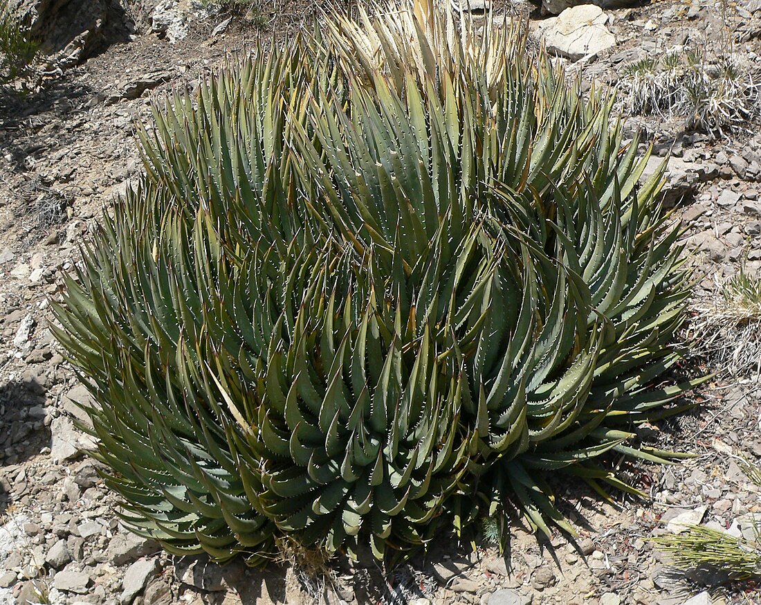 Agave utahensis