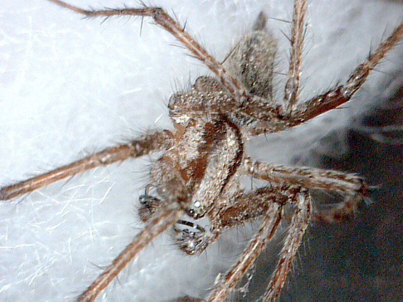 File:Agelenopsis male PEM.jpg