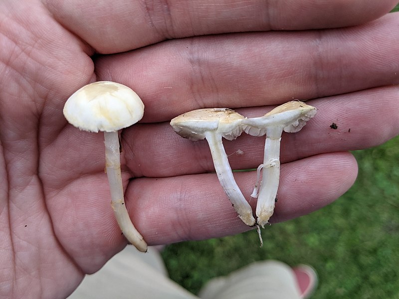 File:Agrocybe pediades 135081969.jpg