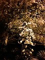 Ahala flower in night.jpg