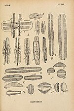 Miniatura para Rhopalodiaceae