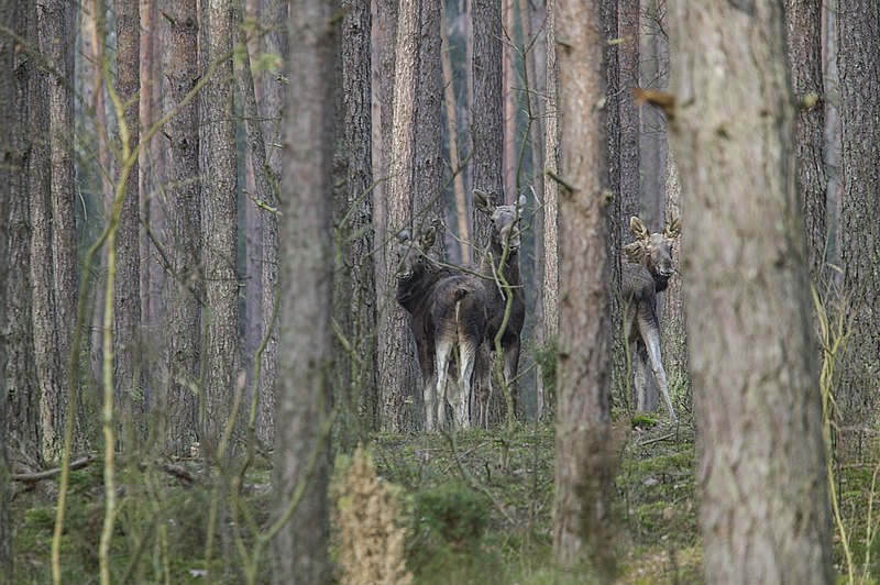 File:Alces alces 03(js), Biebrza National Park (Poland).jpg