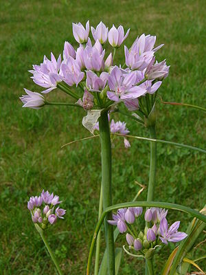 Rose leek (Allium roseum)